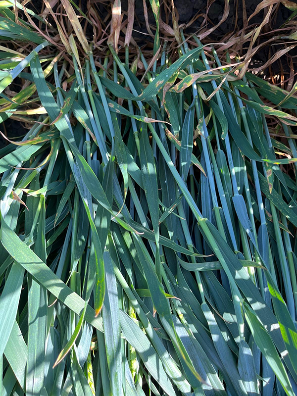 Kig ned i en hvedemark